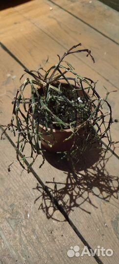 Комнатные цветы