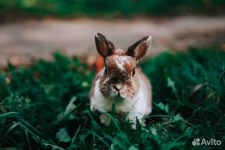 Декоративные кролики