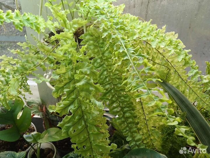 Папоротники