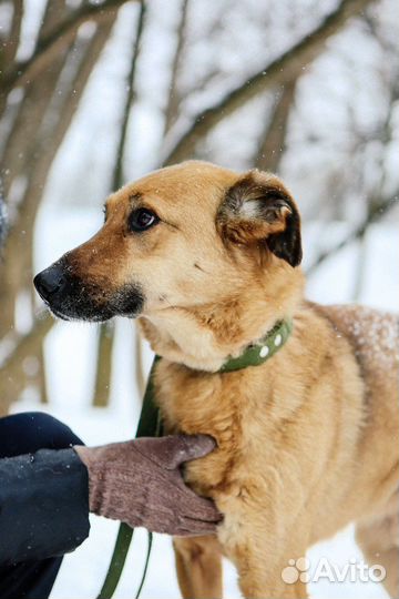 Бетхем- высокий статный червероногий друг
