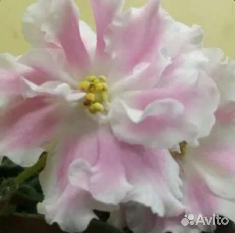 Укорененные черенки фиалки