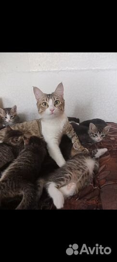 Котята в добрые руки даром