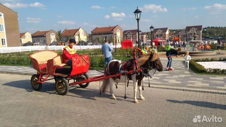 Пони на случку