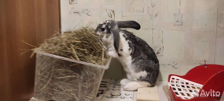 Кролик в заботливые руки