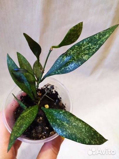 Хойи Лазианта, Акута, Waymaniae Malaisia