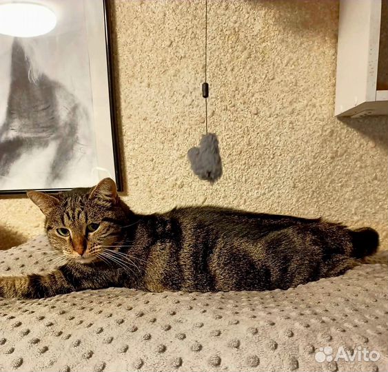 Кошечка Фиона ищет дом