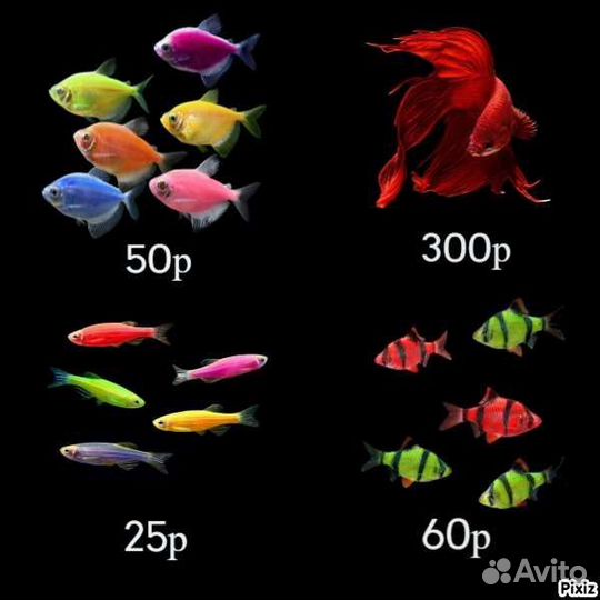 Аквариумные рыбки