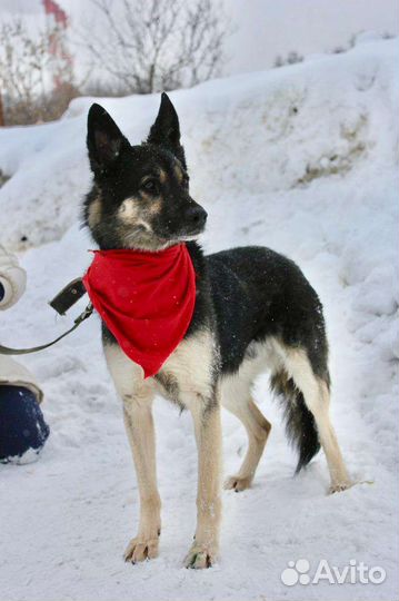 Собаке нужен дом