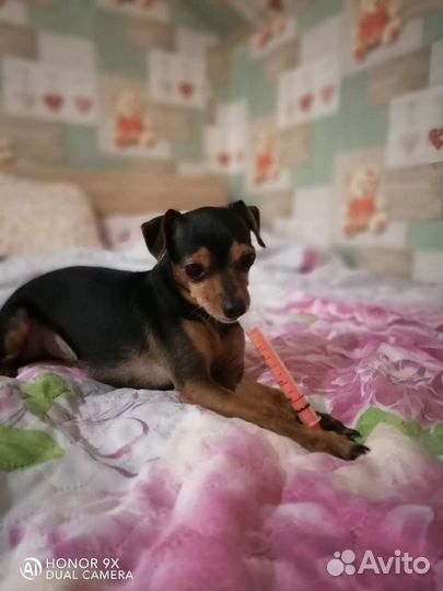 Вязка той-терьер