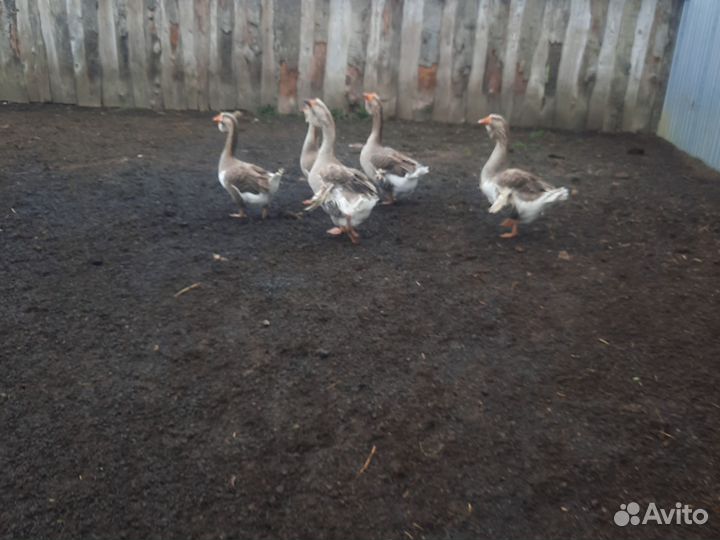 Гуси Холмогорские