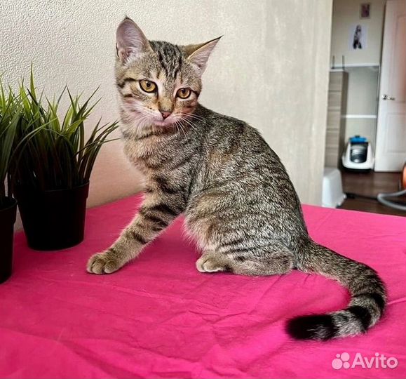 Василиса-нежное 3-х месячное дитя нуждается в доме