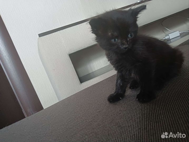 Отдадим котенка в добрые руки