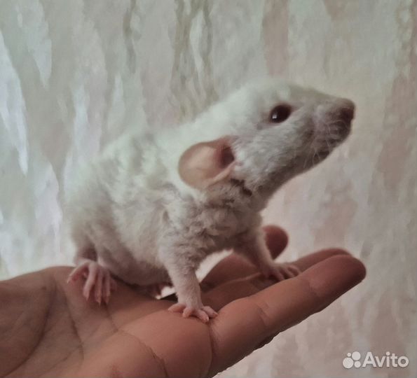 Крысята, Дамбо, из питомника sweet rat