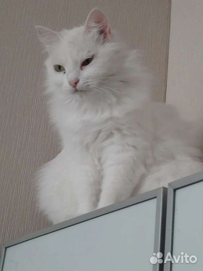 Василиса ищет дом