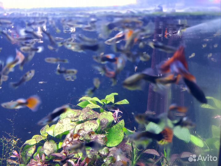 Рыбки гуппи