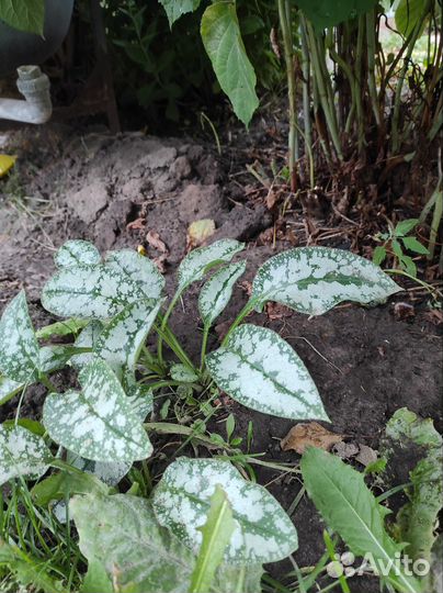 Медуница сахарная