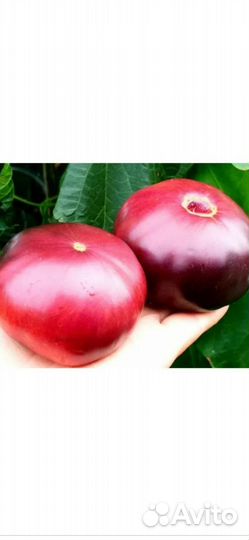 Томаты биколоры