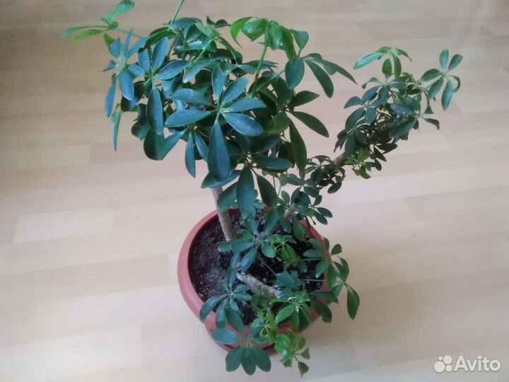 Шефлера, антуриум, фикусы