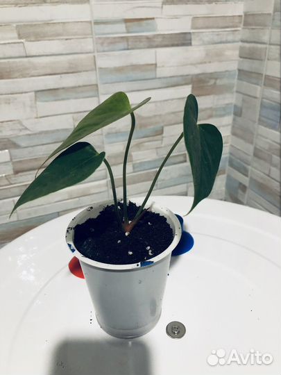 Антуриум Амалия элеганс