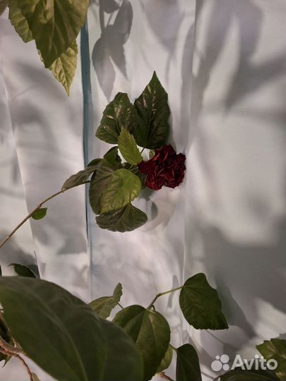 Цветок:китайская роза