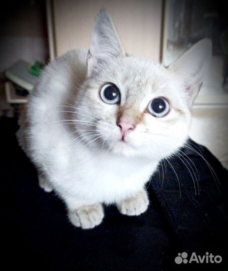 В добрые руки мальчик-сиамец