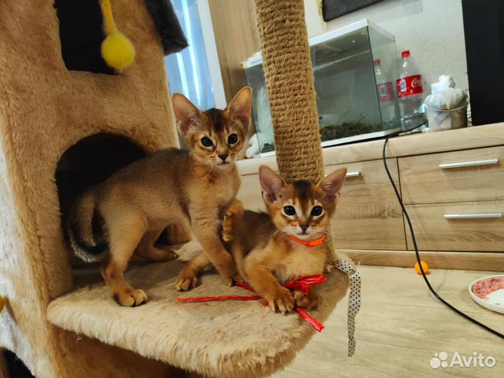 Абиссинские котята редких окрасов