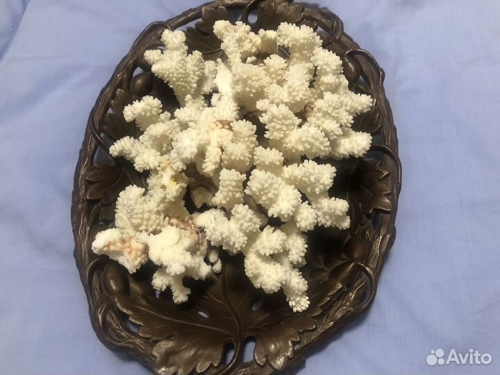 Морские кораллы