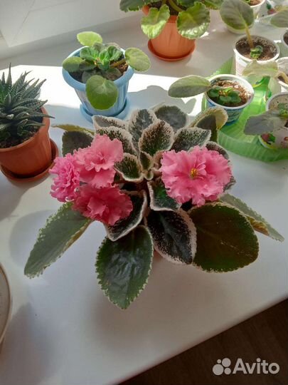 Сортовые фиалки сенполии