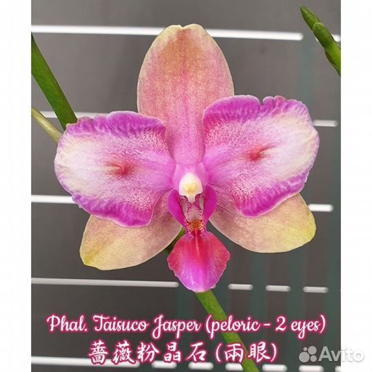 Орхидея фаленопсис