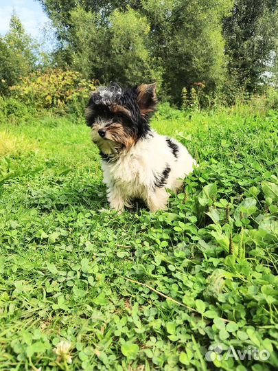 Очаровашка и красавчик