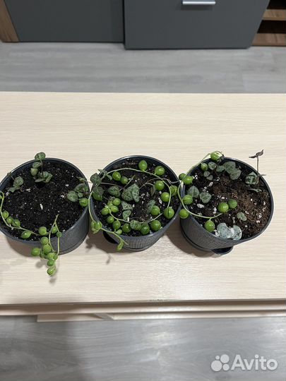 Суккуленты
