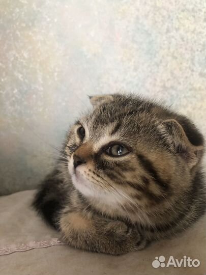 Шотланд.вислоухий. 2 месяца
