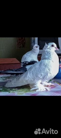 Продажа голубей