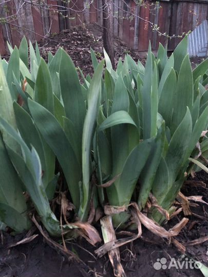 Ирис желтый