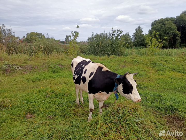 Телка стельная