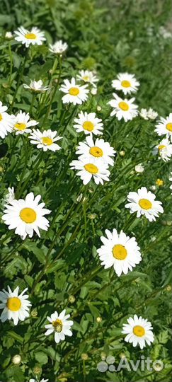 Букеты цветы ромашки