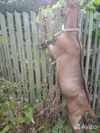 Коза дойная Альпийская. Коза дойная Ламанча