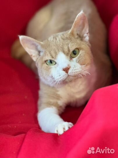 Продаётся кот