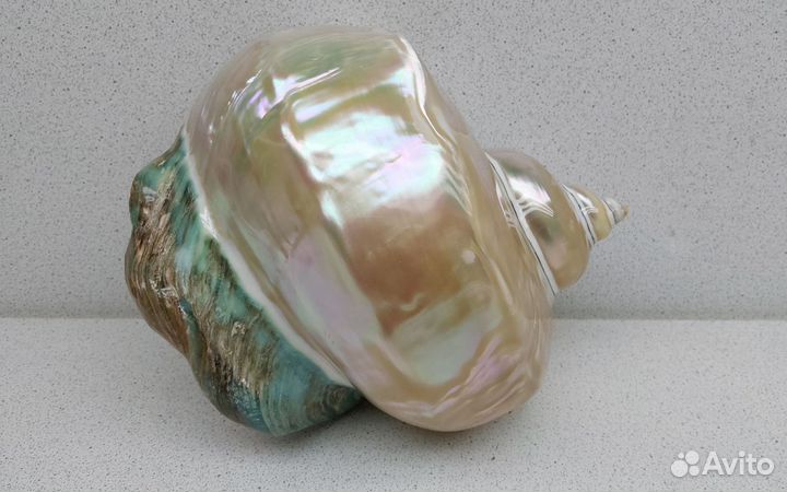 Марморатус 15,3*13,9 морская ракушка раковина