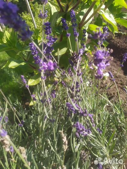 Лаванда и пряные травы