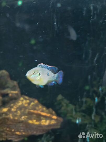 Хромис- красавец и другие цихлиды