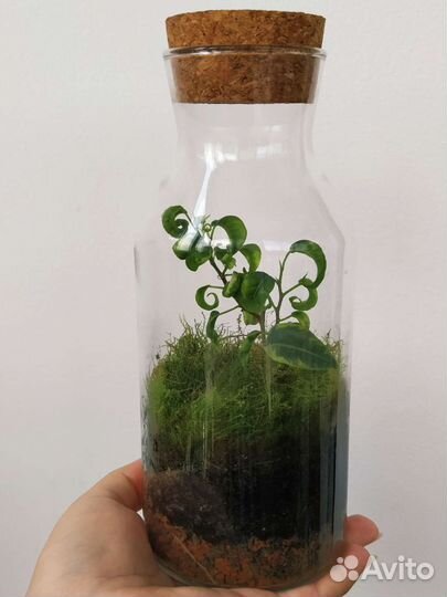 Флорариум с фикусом Ирен