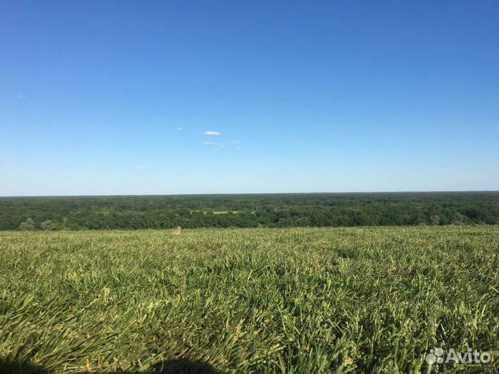 Рулонный газон