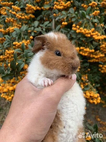 Морские свинки Тедди