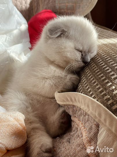 Случка кота
