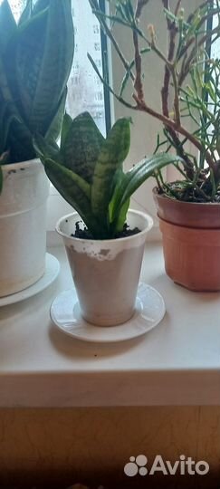 Комнатные цветы сансевиерия муншан