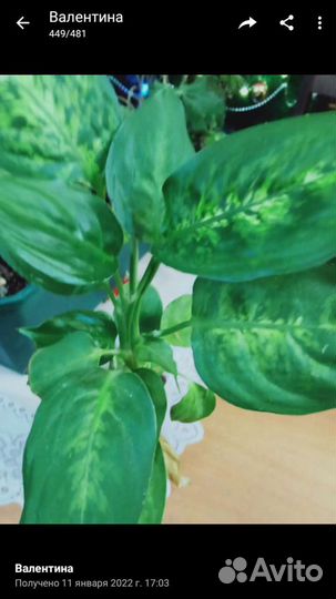 Диффенбахия