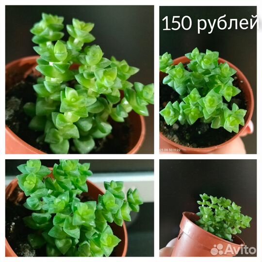 Суккуленты