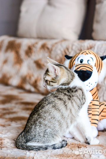 Котята в добрые руки бесплатно