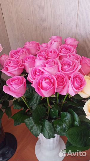 Розы Свежие